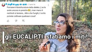 gli EUCALIPTI sfatiamo i miti [upl. by Dlorag]