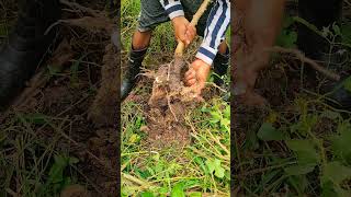 Amazing Remove Cassava 👌 amazing cassava farming [upl. by Enitsyrhc]