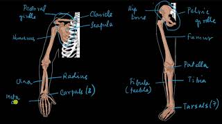 Appendicular skeleton  Locomotion and movement  Biology  Khan Academy [upl. by Ybrik13]