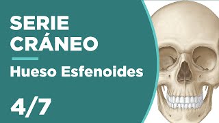 CRÁNEO 47 Hueso Esfenoides  Anatomía 💀 [upl. by Nessaj724]