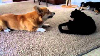 Corgi talks to cat [upl. by Maryanne351]