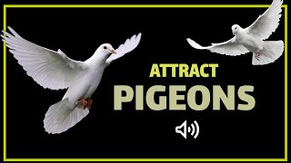 Sound to Attract Pigeons  Pigeon Call [upl. by Seto706]