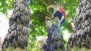 Harvesting Soapberry  Making Bath Water and Shampoo to Sell at the Market  Thanh Farm [upl. by Aleuname508]