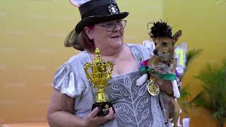 Oneisall NBC National Dog Show Recap Champin Care for Every Dog [upl. by Anayek]