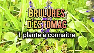 BRULURES DESTOMAC LA PLANTE A CONNAITRE [upl. by Ecnahoy192]