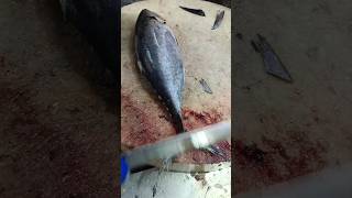 Tuna fish cutting slice master shorts video fish cutting fishcooking [upl. by Ailelc]