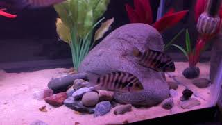 IM BACK  Update and New 10 Gallon Convict Cichlid Breeding Tank [upl. by Ellehsyt]