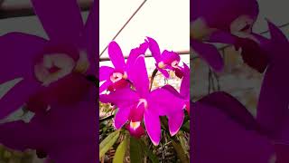 Cattleya Violácea var Rubra quotÍbis Escalarte quot [upl. by Adiehsar]