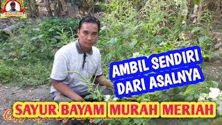 Buat Sayur Bayam Modal Murah Meriah [upl. by Imefulo909]