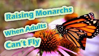 Raising Monarchs  When Adults Cant Fly Help The Monarch Butterfly [upl. by Notsuj20]