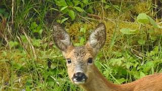 Le beau regard dun chevreuil [upl. by Mandelbaum]