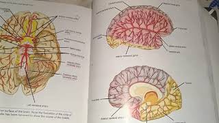 Neuroanatomy guidance  Snell Neuroanatomy part 2 [upl. by Yeslaehc]