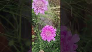 Scabiosa columbaria plantasdecasa jardinería exteriores plantas [upl. by Katinka]