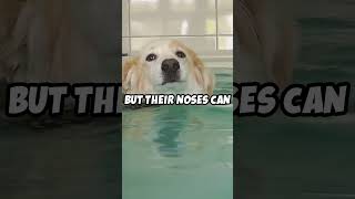 The Incredible Sense of Smell of Dogs facts shorts dogs animals pets didyouknow [upl. by Yhtir]