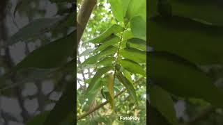 Alguem conheci essa fruta  calabura ela e bem parecida com o sabor d jabuticaba [upl. by Ewen626]