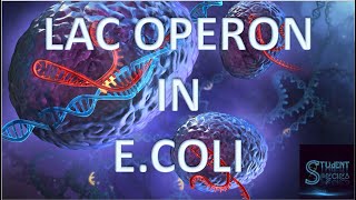 LAC OPERON  GENE REGULATION E COLI NEGATIVE GENE REGULATION [upl. by Lenad]