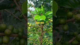 Kafi treegardening gardenplants india song music shortvideo viralshorts [upl. by Les]