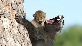 Why Do Baboons Steal Lion Cubs [upl. by Gwendolen]