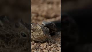 LIZARD vs SNAKE  Watch How A Horned Lizard Defends Himself Against A Snake [upl. by Damicke]