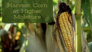 Harvest Corn at Higher Moisture [upl. by Dugas]