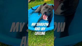 Rory is my shadow dog staffy doglover realanimalrescue cute funnydogs funny love [upl. by Eelime]