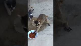 Raccoon Steals Cat Food 🥺😂 [upl. by Isabel324]