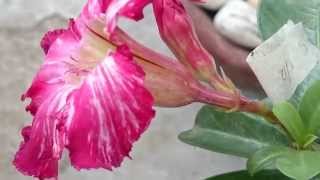 Hand Pollinating Adenium Waterfalls [upl. by Sou789]