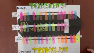 Biologi Transkripsi dan Translasi  Sintesis Protein [upl. by Dylana]