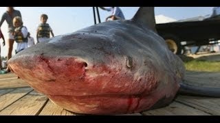 Pêche du requin no kill peche gros carnassier  Documentaire [upl. by Nerha996]