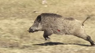 DOKUZ CANLI DOMUZ  LIKE HAVE 9 LIVE WILD BOAR HUNTING With English subtitles [upl. by Atiuqehc]