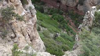 TerrorDactyl  Cave of the Winds  Colorado  Off and On Ride POV [upl. by Claudio118]