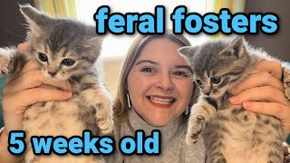 Fostering FERAL Kittens for the First Time Socializing amp Weaning at 5 Weeks Old [upl. by Ruthven]