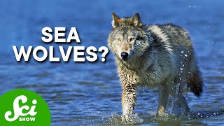 Wolves Have Taken Over a Marine Ecosystem [upl. by Silsby]