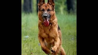 Top 3 elite military and police Dog breeds k9 dog dogs pets shorts belgianmalinois military [upl. by Olnay]