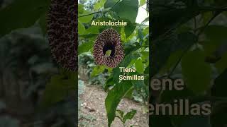 aristolochia [upl. by Sitoel]