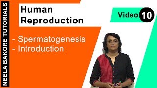 Human Reproduction  NEET  Spermatogenesis  Introduction  Neela Bakore Tutorials [upl. by Annayrb]