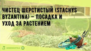 Чистец шерстистый Stachys byzantina — посадка и уход за растением [upl. by Nlocnil]