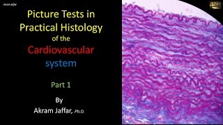 Picture tests in histology of the cardiovascular system 1 [upl. by Dannie628]