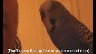 Best Swearing Budgie  Unforgivable  The Feather Dusters [upl. by Noit]