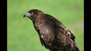 Redtailed hawk [upl. by Marilee538]