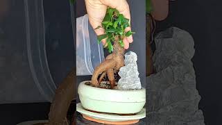 From small plant to bonsai ficus bonsai ficusbonsai ficusmicrocarpa plants plantprojects [upl. by Standford]