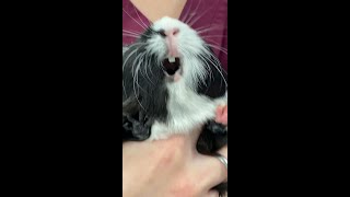 Cute Guinea Pig Noises shorts guineapig cuteguineapig guineapigslove guineapigoftheday [upl. by Diogenes281]