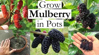 Grow Mulberry in Containers  How to Grow Mulberry Tree in Pots  Growing Mulberries at Home [upl. by Anehs]