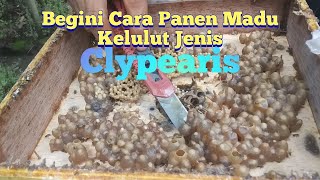 Cara panen madu lebah trigona jenis Clypearis [upl. by Bergess248]