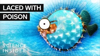 What’s Inside A Puffer Fish [upl. by Rollo]