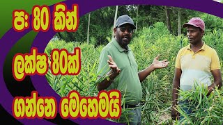 ප 80 යි ලක්ෂ 80යි  agri view [upl. by Gnilhsa]