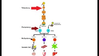 Difference between totipotent pluripotent amp multipotent stem cells [upl. by Ngo]