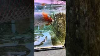 Arapaima fish 🤯💓 aquarium arapaimagigas shortsfeed monsterfish [upl. by Atikram584]