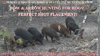 12 Hog Compilation bow arrow perfect shot compilation perfect shot placement [upl. by Kcirdet]