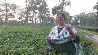 Very beautiful tea garden of Assam [upl. by Spatola]